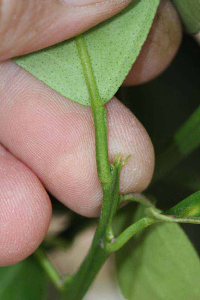              Petiole (Riverside, CA)       